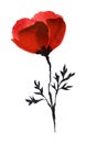 Hand drawn watercolor illustration. Bright red poppy flower on a thin black stem. Simple easy drawing. The decorative element is