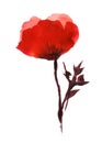 Hand drawn watercolor illustration. A bright red wildflower with delicate transparent petals on a thin dark stem. Simple easy