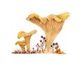 Hand drawn watercolor illustration of chanterelle cibarius edible wild fungi mushrooms in autumn fall wood. Orange