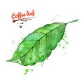 Hand drawn watercolor illustration of coffee leaf