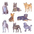 Hand drawn watercolor illustration of different breeds of dogs.