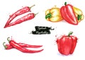 Hand-drawn watercolor illustration of the different peppers - chili pepper and sweet red and yellow pepper