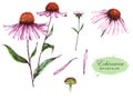 Hand-drawn watercolor illustration of the echinacea plant