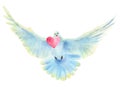 Hand drawn watercolor illustration of a flying dove with heart isolated on a white background. Royalty Free Stock Photo