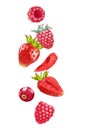 Hand drawn watercolor illustration of the food: ripe tasty cranberry, strawberry and raspberry