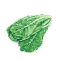 Hand drawn watercolor illustration of fresh green romaine lettuce leaves. Isolated on the white background Royalty Free Stock Photo