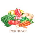 Hand-drawn watercolor illustration of the fresh harvest. Different vegetables, isolated on the white background