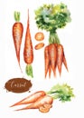 Hand drawn watercolor illustration of fresh orange ripe carrots Royalty Free Stock Photo