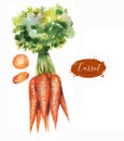Hand drawn watercolor illustration of fresh orange ripe carrots Royalty Free Stock Photo