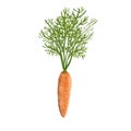 Hand drawn watercolor illustration of fresh orange ripe carrots. Royalty Free Stock Photo