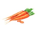 Hand drawn watercolor illustration of fresh orange ripe carrots. Isolated on the white background Royalty Free Stock Photo