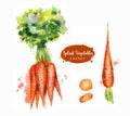 Hand drawn watercolor illustration of fresh orange ripe carrots with splashes. Isolated on the white background Royalty Free Stock Photo