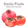 Hand-drawn watercolor illustration of fresh ripe exotic fruits - orange persimmons and pomegranate