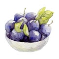 Hand drawn watercolor illustration of fruit plum