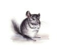 watercolor illustration of gray fluffy chinchilla isolated on white background