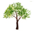 Hand drawn watercolor illustration of green summer spring tree lush foliage with brown trunk. Painted landscape design