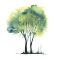 Hand drawn watercolor illustration.A group of two deciduous and coniferous trees. Decorative element. Thin trunks and branches