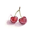 Watercolor illustration of juicy red sweet cherry isolated on white background Royalty Free Stock Photo