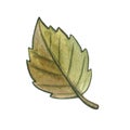 Hand drawn watercolor illustration of a leaf acorn mushroom on white background. Autumn fall weather. Harvest