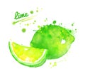 Hand drawn watercolor illustration of lime