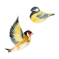 Hand drawn watercolor illustration nature animal small birds, flying goldfinch, tit chickadee songbird. Single object