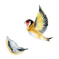 Hand drawn watercolor illustration nature animal small birds, flying goldfinch, wood nuthatch songbird. Single object