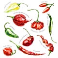 Hand-drawn watercolor illustration of peppers.