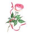 Hand-drawn watercolor illustration of the pink tender rose