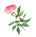 Hand-drawn watercolor illustration of the pink tender rose