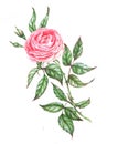 Hand-drawn watercolor illustration of the pink tender rose