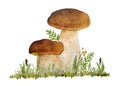 Hand drawn watercolor illustration of porcini cep edible boletus mushroom in grass. Forest wood woodland esign. Wild raw