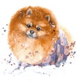 Hand drawn watercolor illustration. Portrait funny, fluffy Spitz with purple sprays.