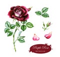 Hand-drawn watercolor illustration of the purple rose. Botanical drawing isolated on the white background