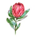 Hand-drawn watercolor illustration of red protea flower.