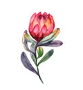 Hand-drawn watercolor illustration of red protea flower