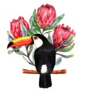 Hand-drawn watercolor illustration of red protea flowers and big black toucan bird