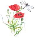 Hand-drawn watercolor illustration of the red summer poppy flower and the dragonfly