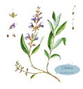 Hand-drawn watercolor illustration of the salvia