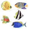 Hand drawn watercolor collection of colorful bright tropical fish isolated on white background Royalty Free Stock Photo