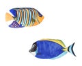 Watercolor illustration set of colorful bright tropical fish isolated on white background Royalty Free Stock Photo