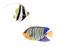 Watercolor illustration collection of colorful bright tropical fish isolated on white background Royalty Free Stock Photo