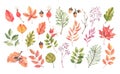 Hand drawn watercolor illustration. Set of fall leaves, acorns,