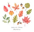 Hand drawn watercolor illustration. Set of fall leaves. Forest d