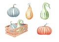 Hand drawn watercolor illustration. Set with ripe orange, yellow, green pumpkins in wooden box. Atumn harvest Royalty Free Stock Photo