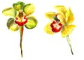 Hand drawn watercolor illustration set of yellow orchids, botanical art isolated on a white background