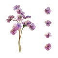 Hand drawn watercolor illustration shabby boho botanical flowers. Bergenia lungwort pulmonaria angelonia bacopa