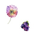 Hand drawn watercolor illustration shabby boho botanical flowers. Colorful pansy viola impatiens panola, Single object