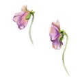 Hand drawn watercolor illustration shabby boho botanical flowers. Colorful pansy viola impatiens panola, Single object