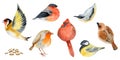 Hand drawn watercolor illustration nature animal small birds, flying goldfinch, wood nuthatch songbird. Single object