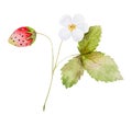 Hand-Drawn Watercolor Illustration Of Strawberry Branch With Flowers And Berries Royalty Free Stock Photo